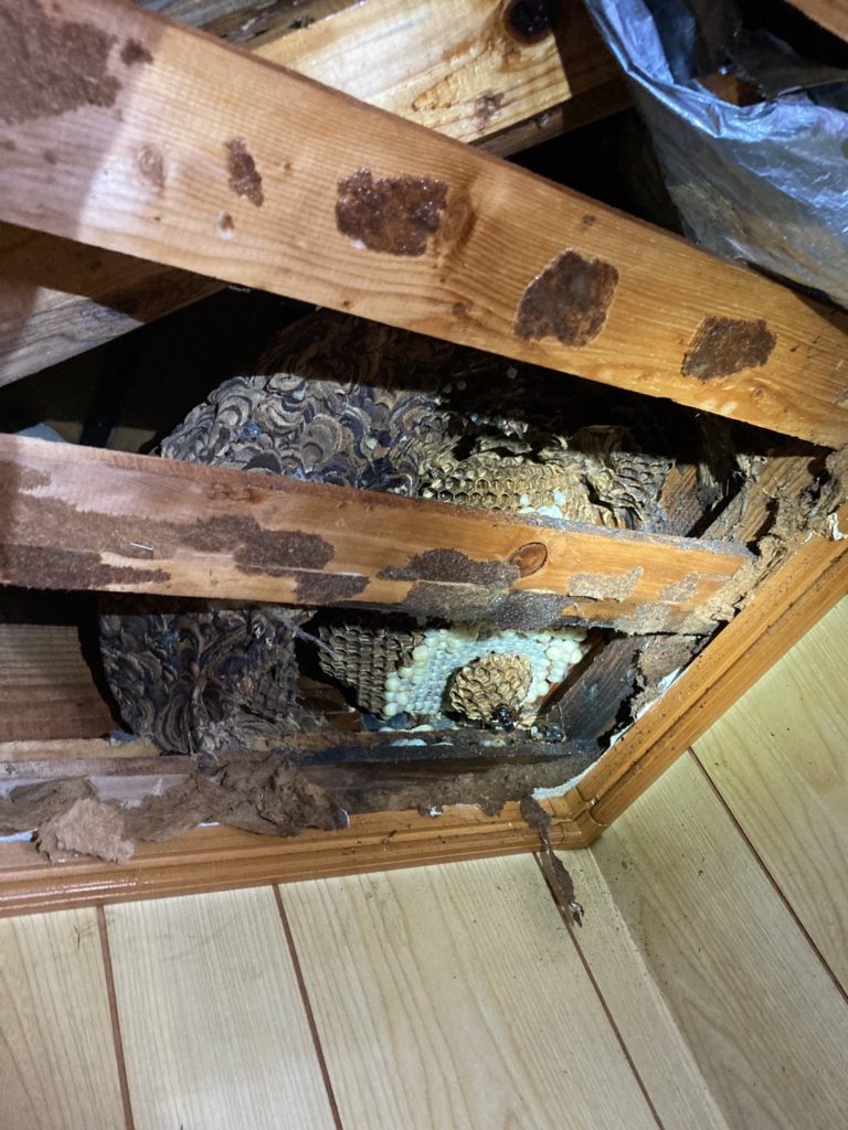 天井裏にスズメバチの巣があり駆除している様子